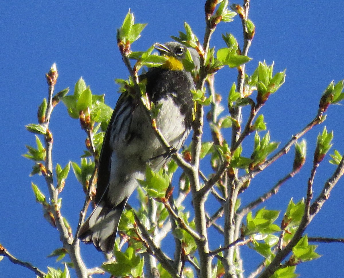 Yellow-rumped Warbler (Audubon's) - ML58388161