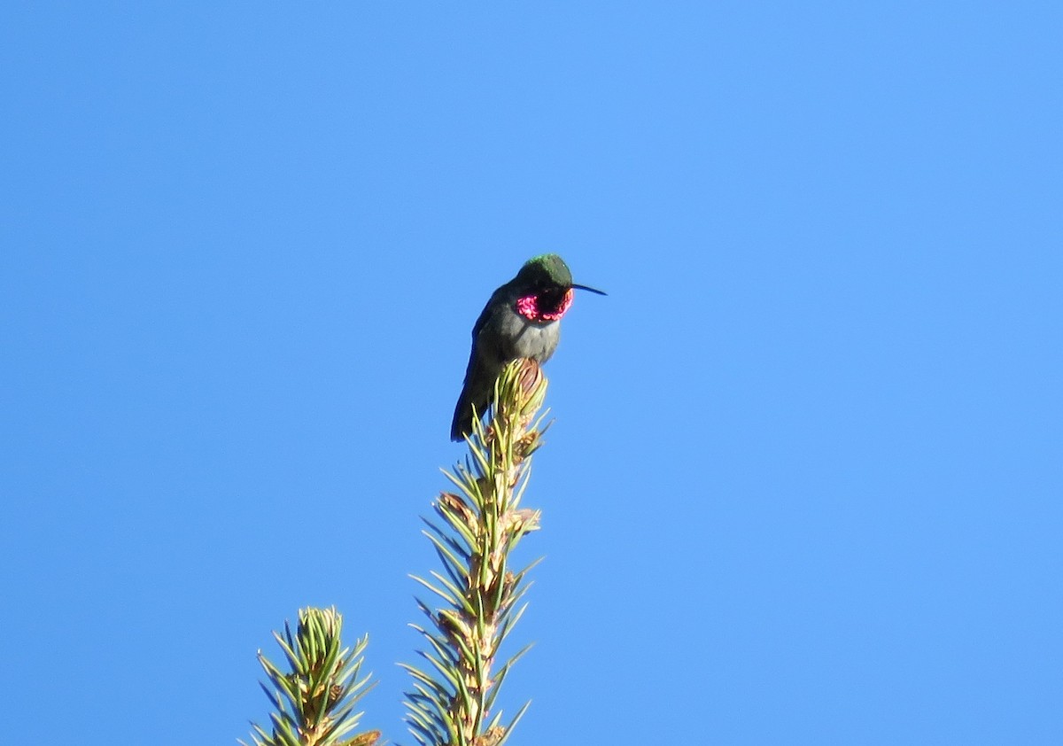 Broad-tailed Hummingbird - Byron Greco