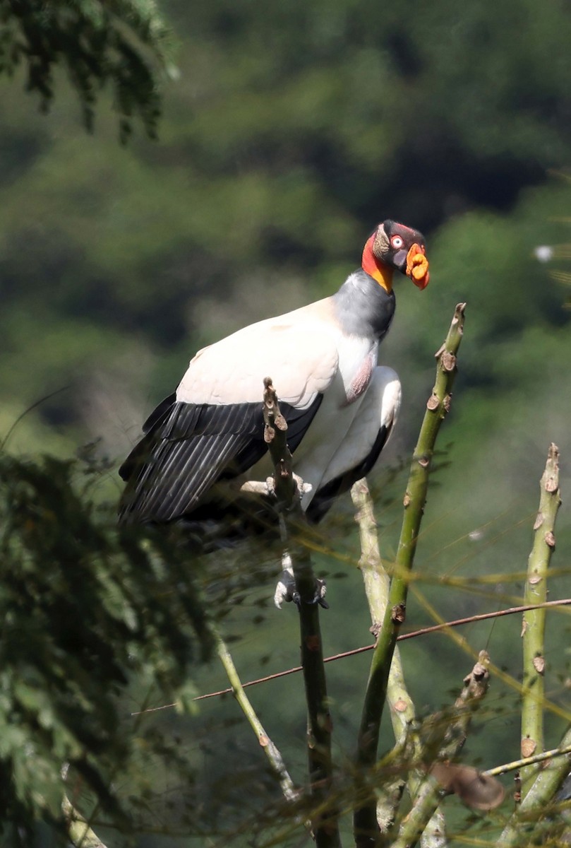 King Vulture - Ly Lan Le Do