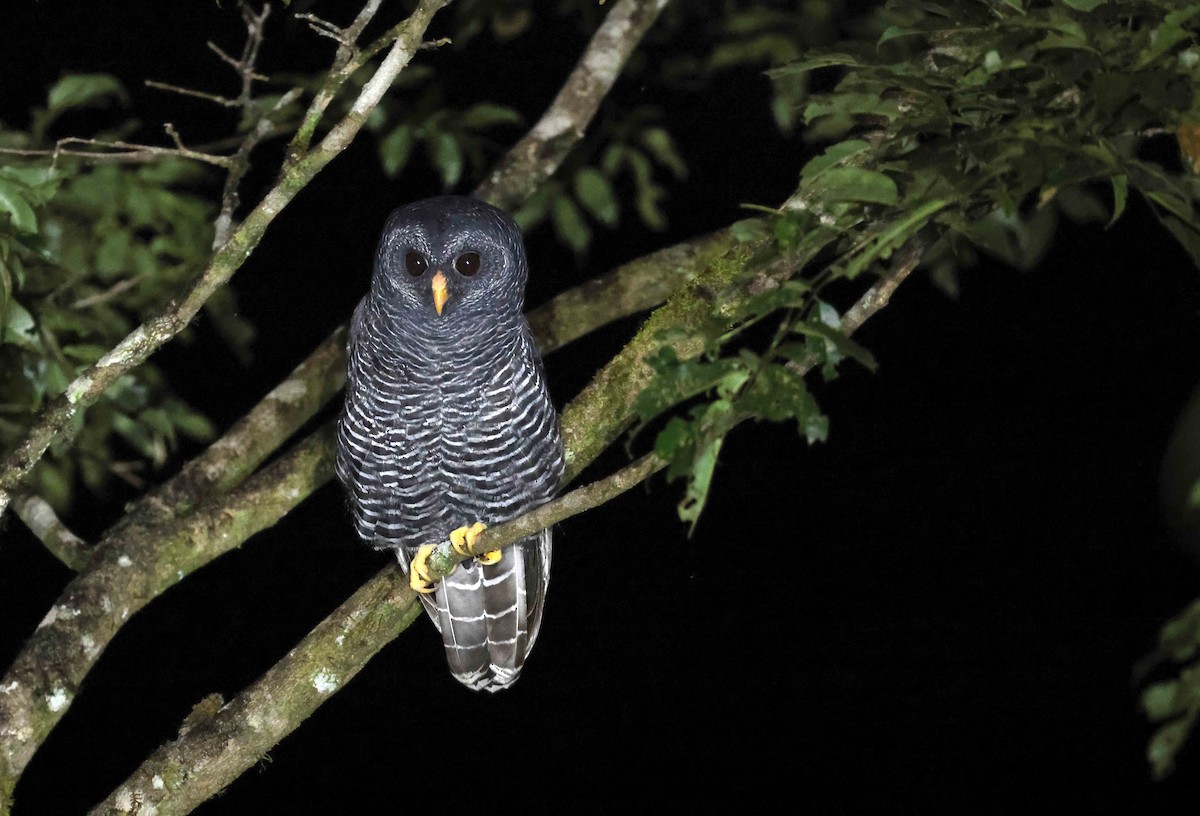 Black-banded Owl - ML583883241