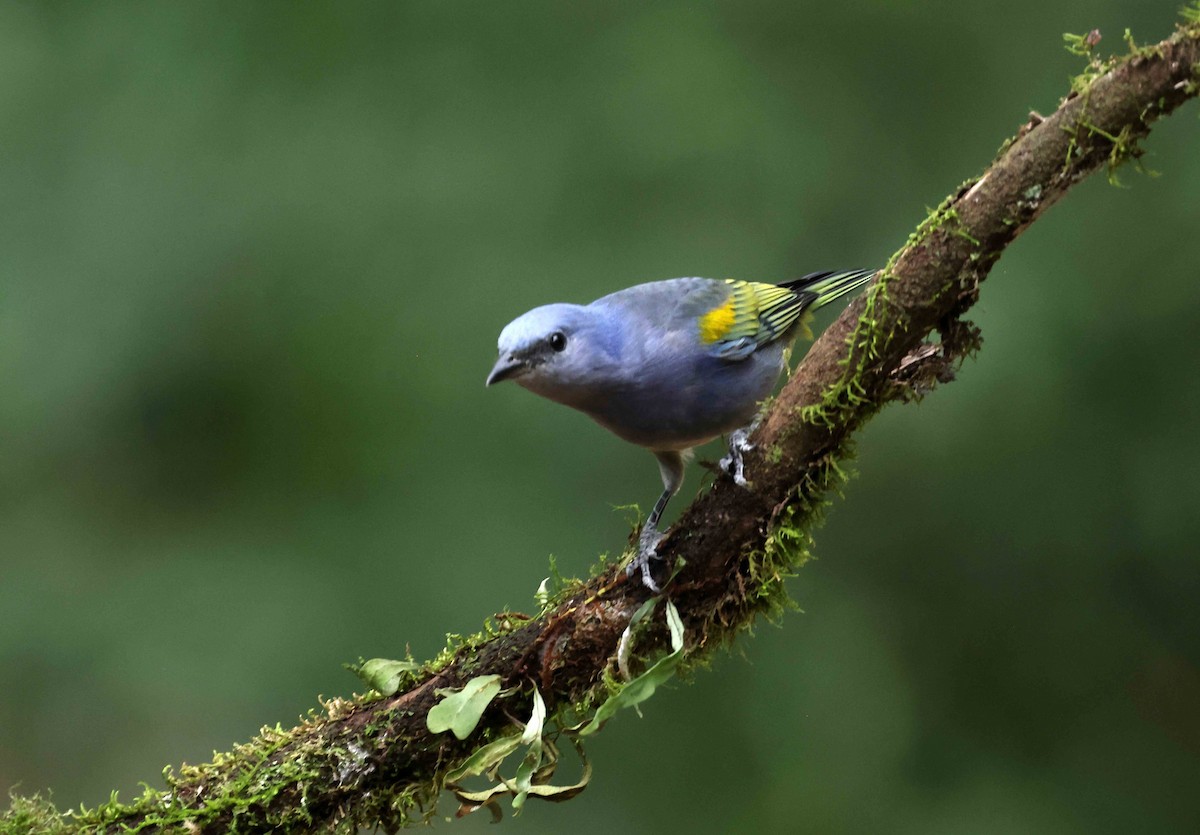 Golden-chevroned Tanager - Ly Lan Le Do