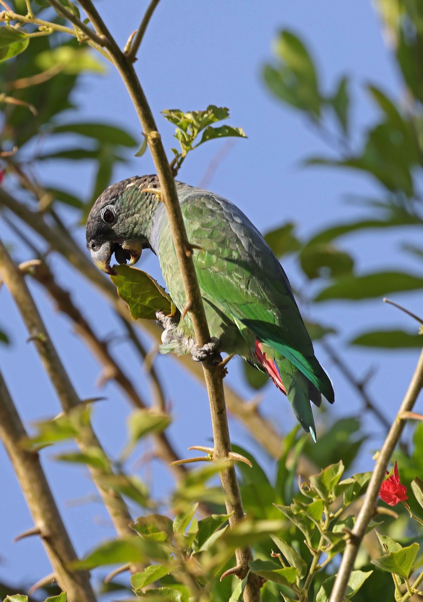 Scaly-headed Parrot - ML583888321