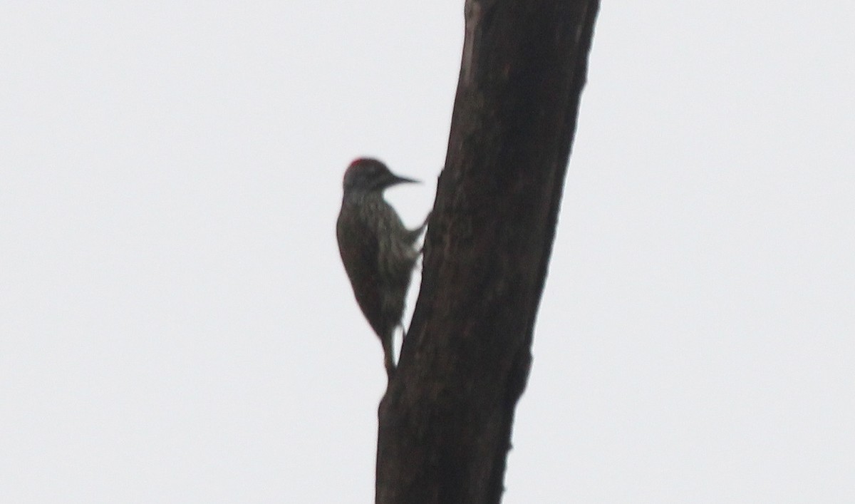 Golden-tailed Woodpecker - ML583889841