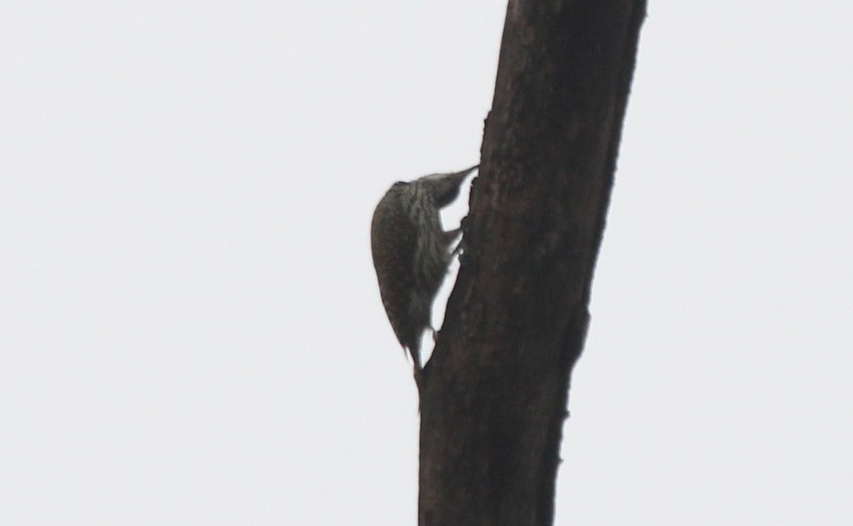 Golden-tailed Woodpecker - ML583889851