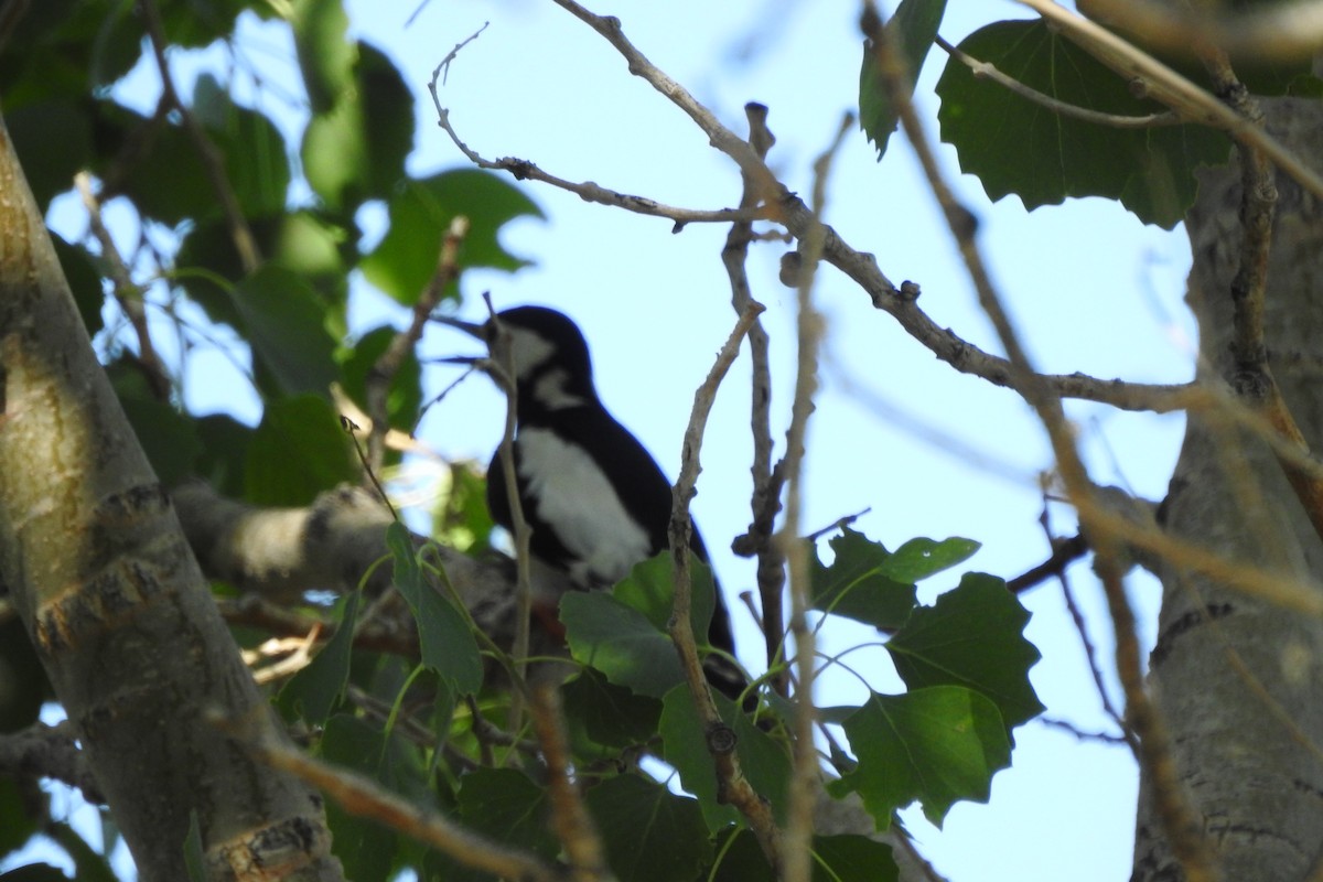 White-winged Woodpecker - ML583892181