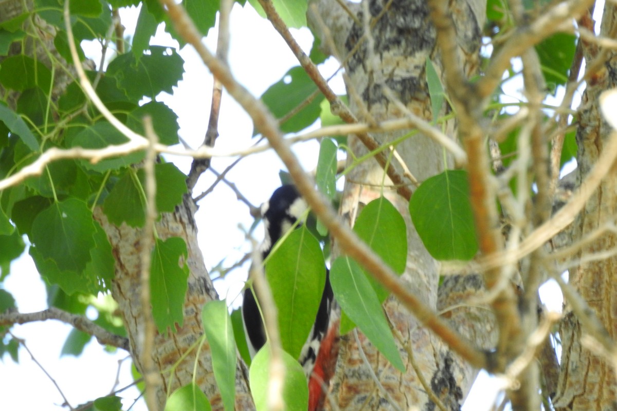 White-winged Woodpecker - ML583892191