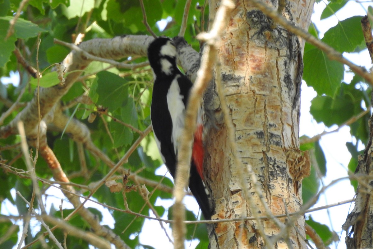 White-winged Woodpecker - ML583892211