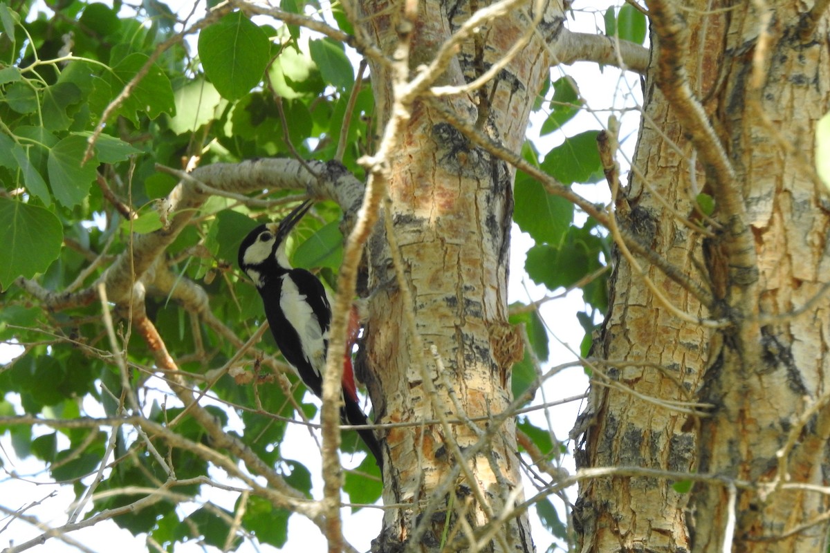 White-winged Woodpecker - ML583892221