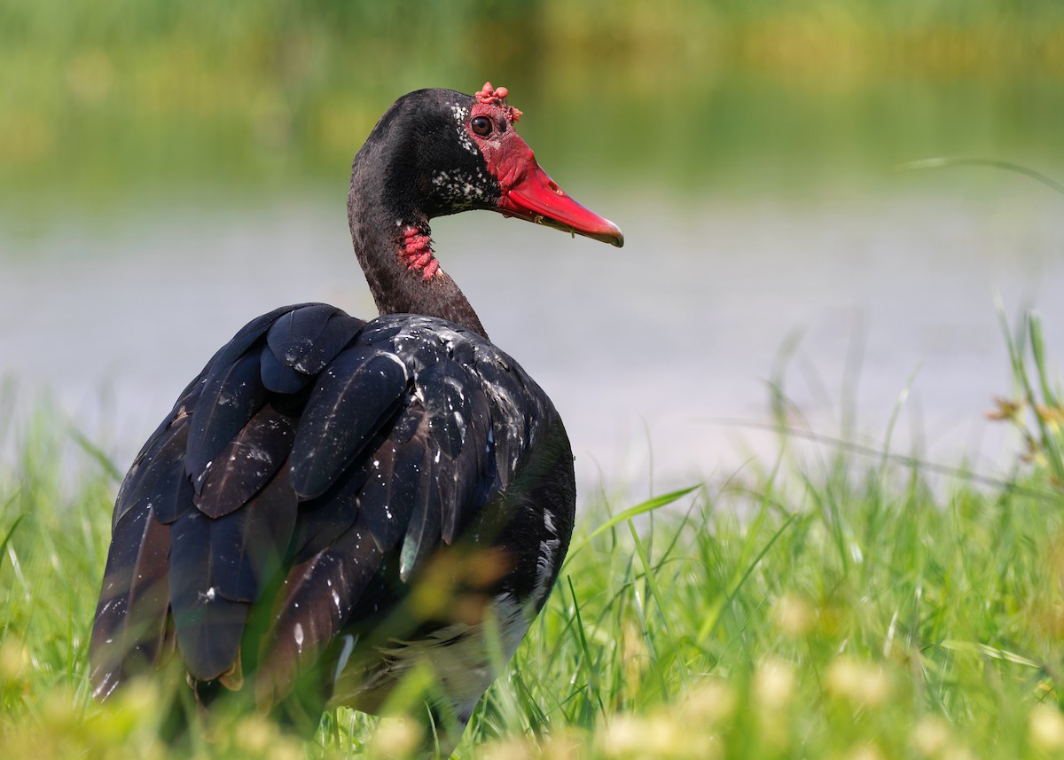 Spur-winged Goose (Northern) - ML583897541