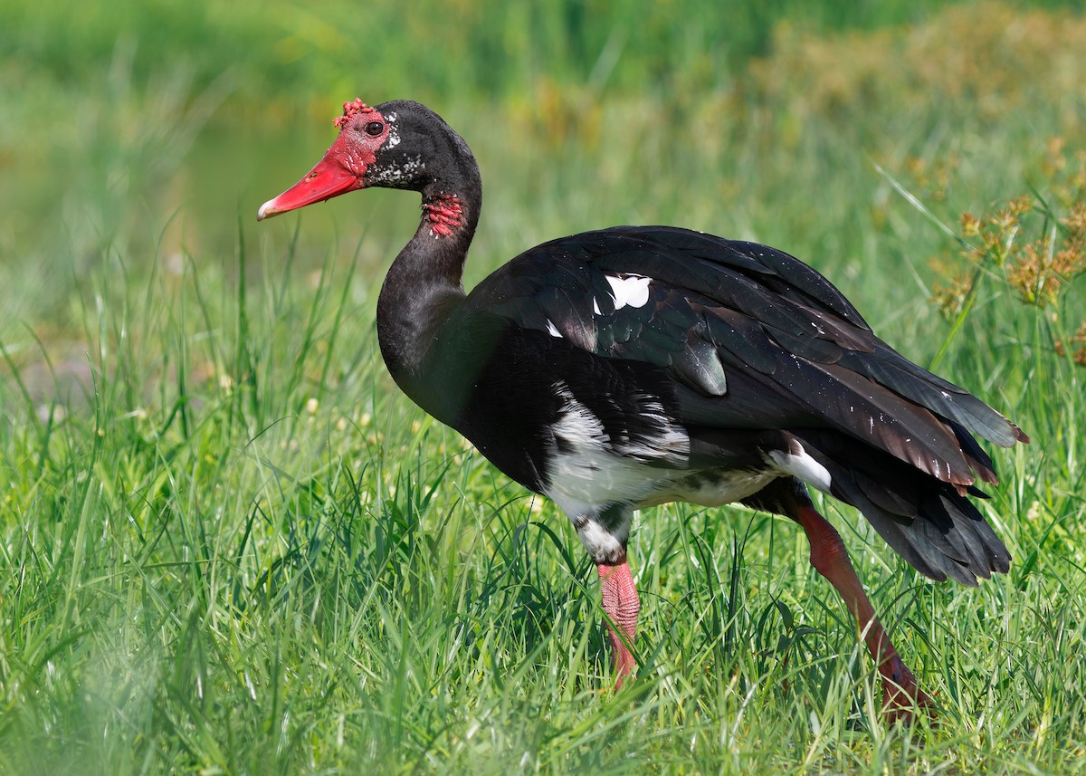 Spur-winged Goose (Northern) - ML583897561