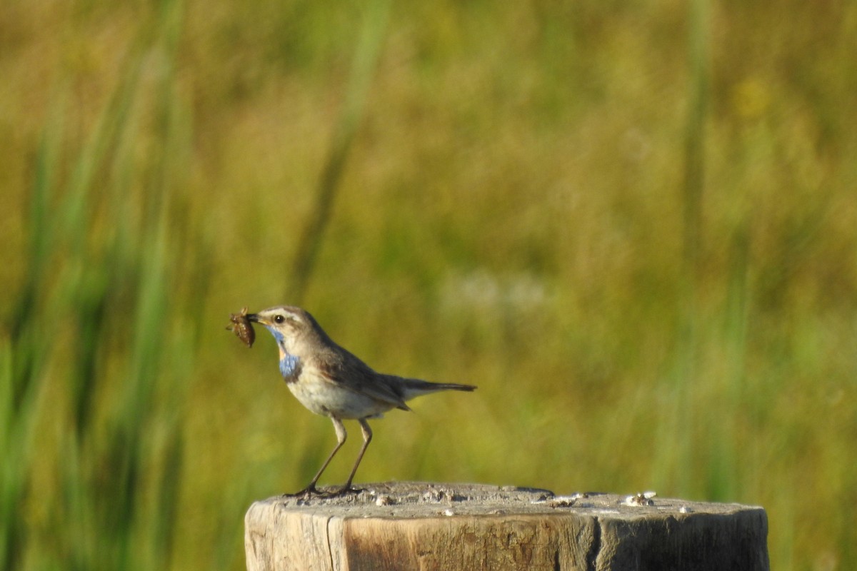 Bluethroat (Red-spotted) - ML583900601