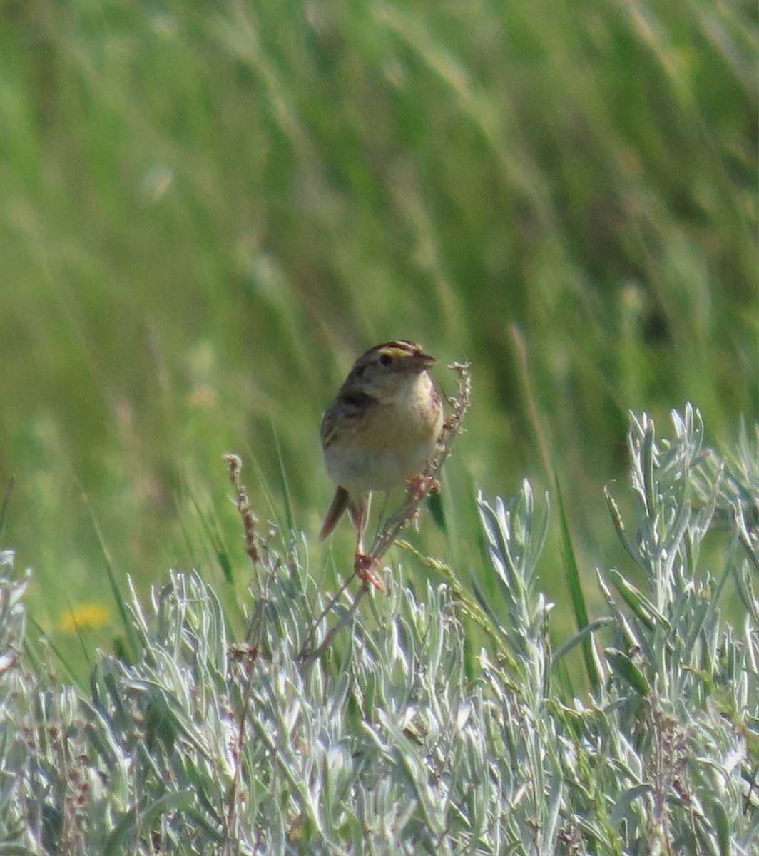 Grasshopper Sparrow - ML583903061