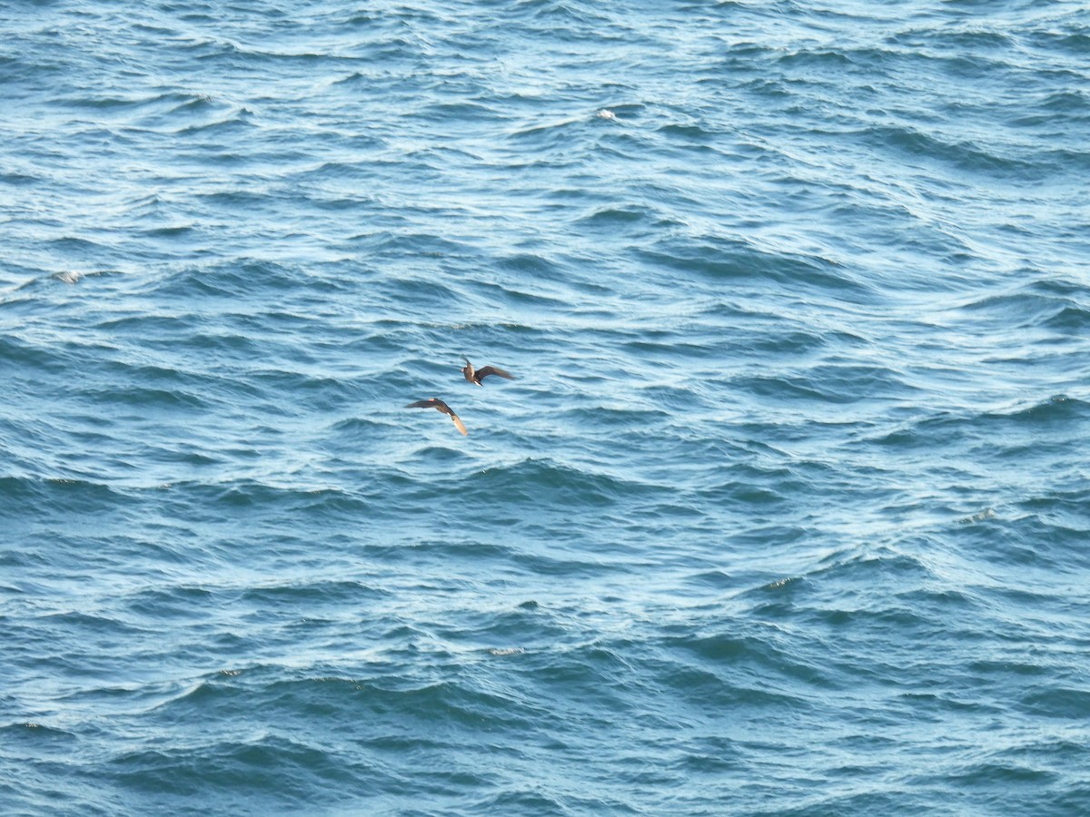 eBird Checklist 12 Jun 2023 Scotts Head Headland 8 species