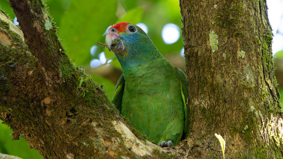 Red-browed Parrot - ML583904701