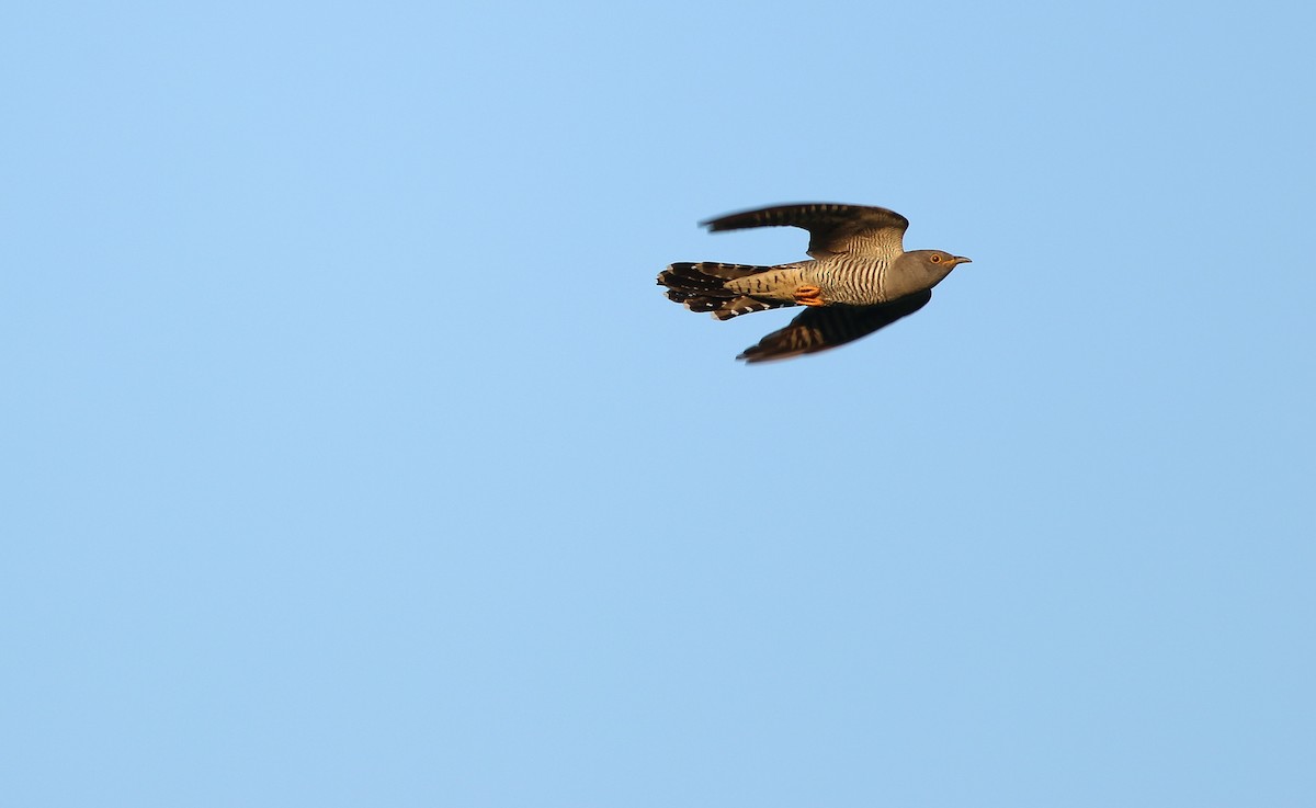 Common Cuckoo - ML583909711