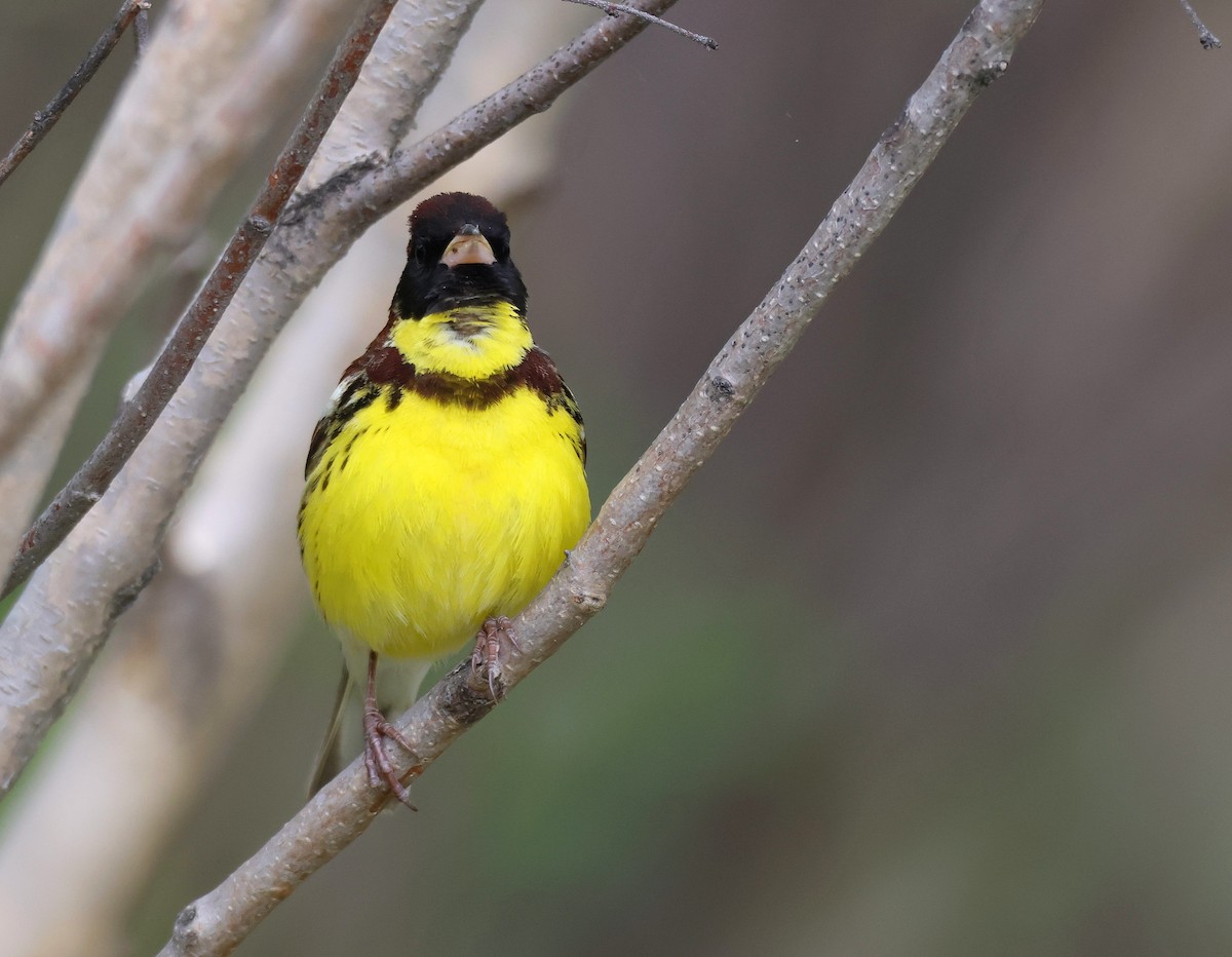 Yellow-breasted Bunting - ML583912371