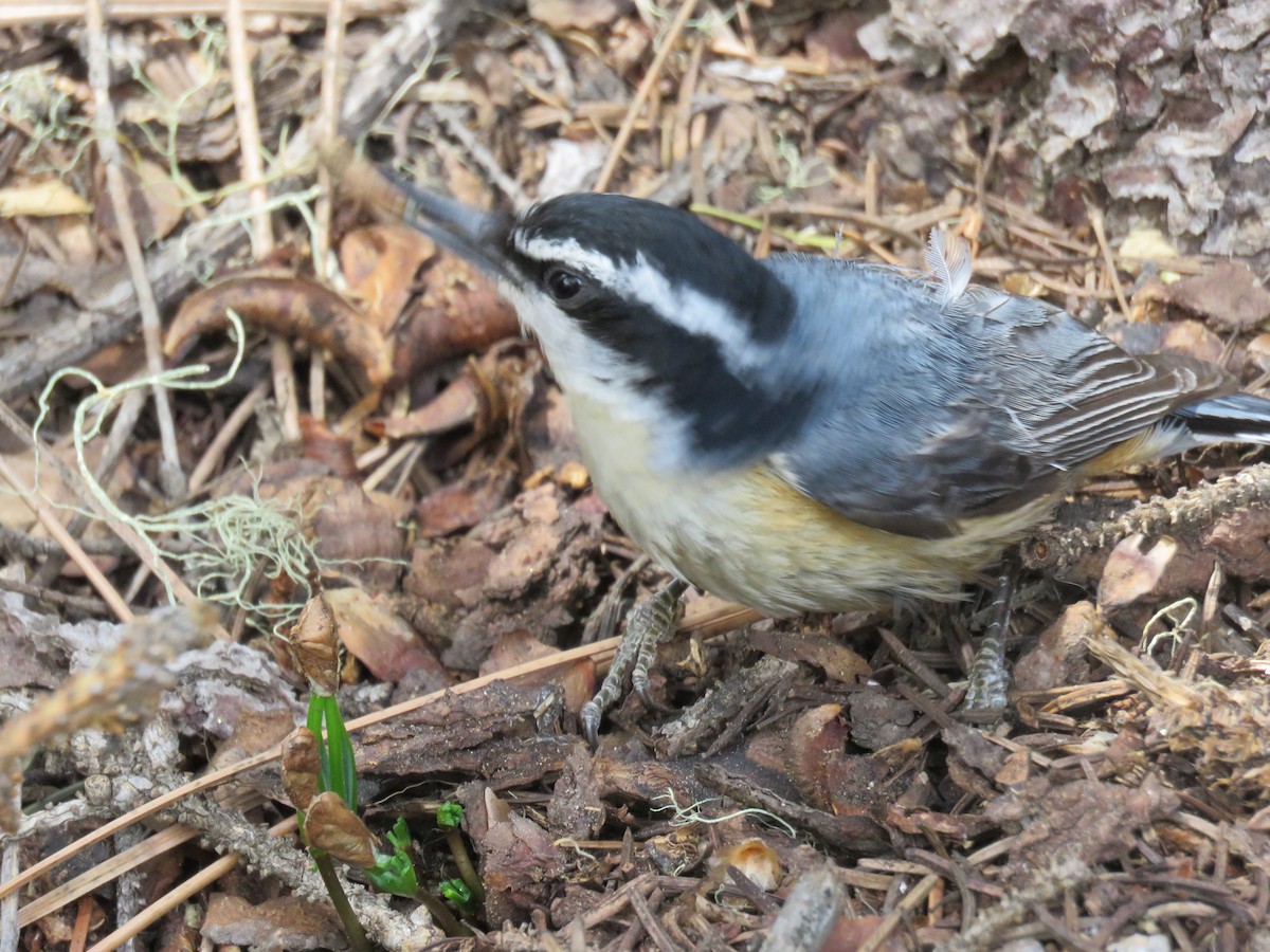 Red-breasted Nuthatch - ML58391711