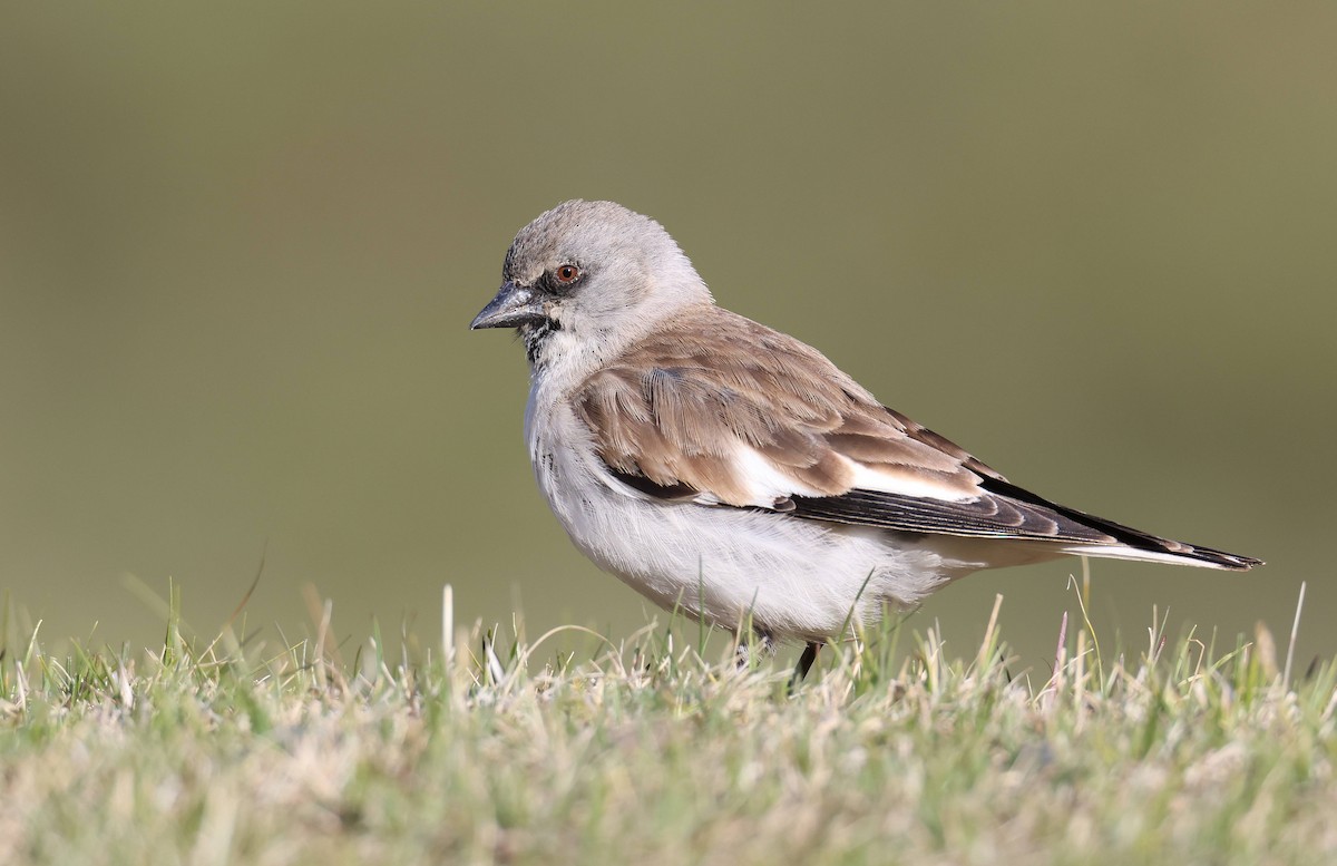 White-winged Snowfinch - ML583925801