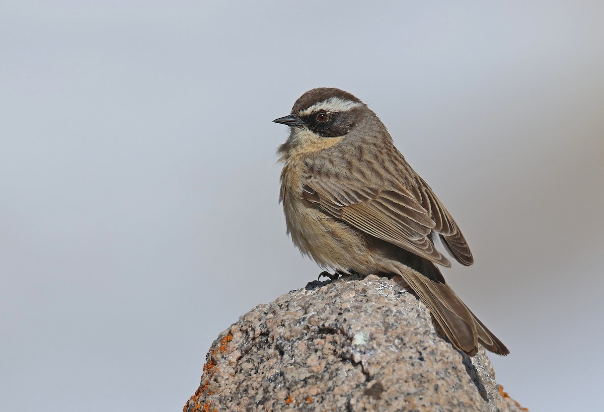Brown Accentor - ML583929501