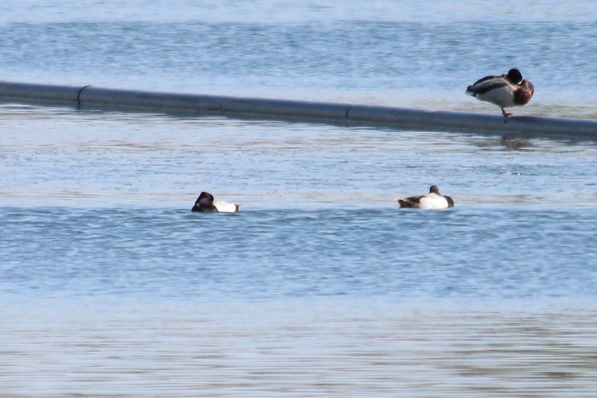 Greater/Lesser Scaup - ML58393271