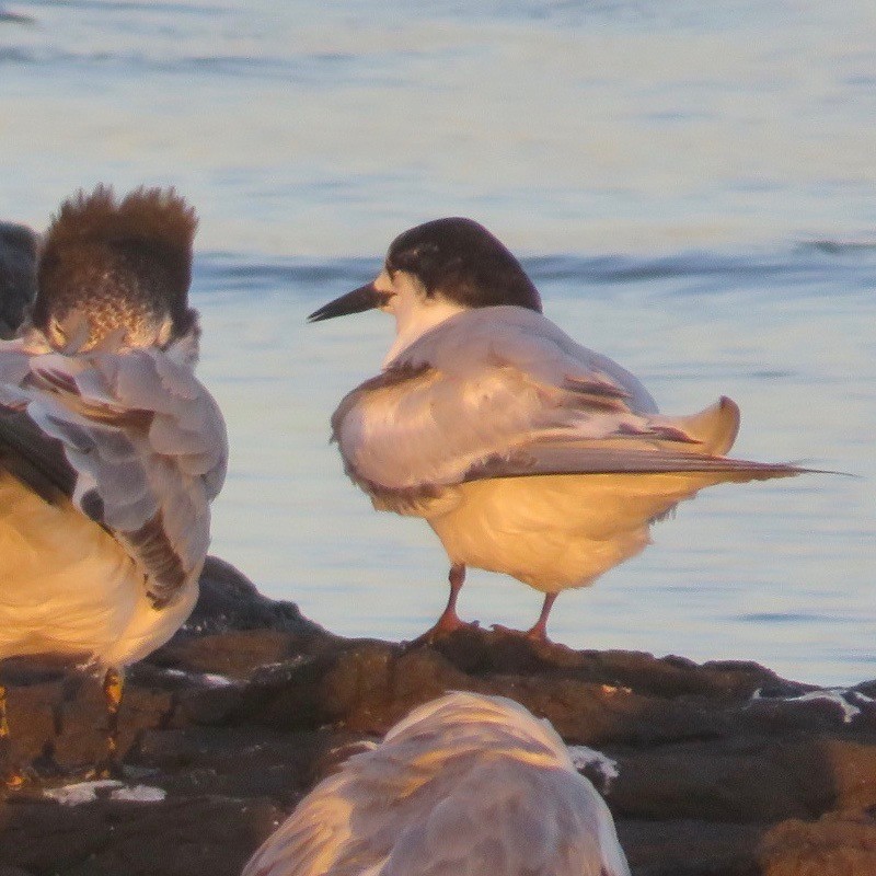 White-fronted Tern - ML583933921