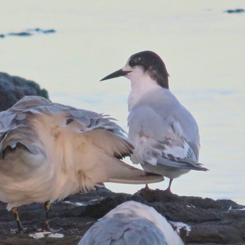 White-fronted Tern - ML583933931