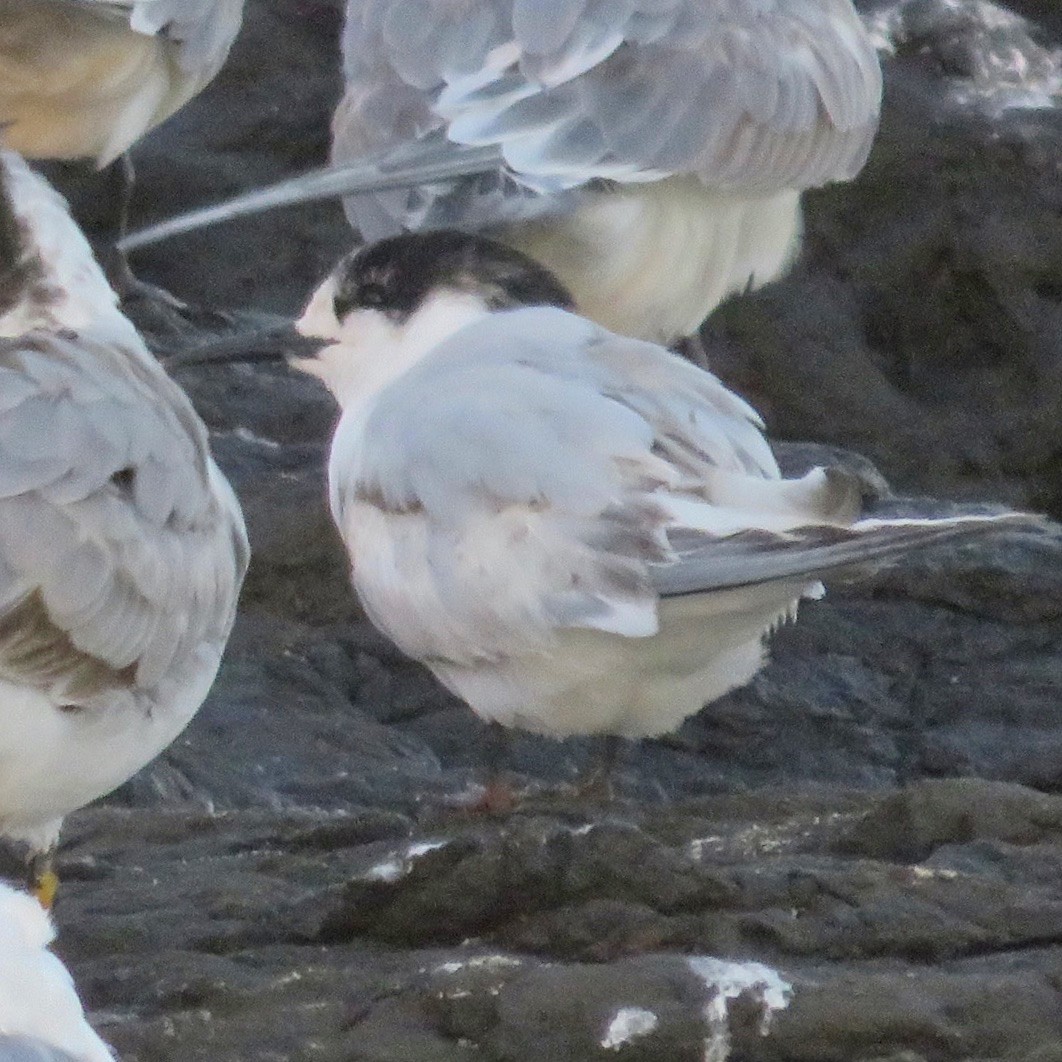 White-fronted Tern - ML583933991