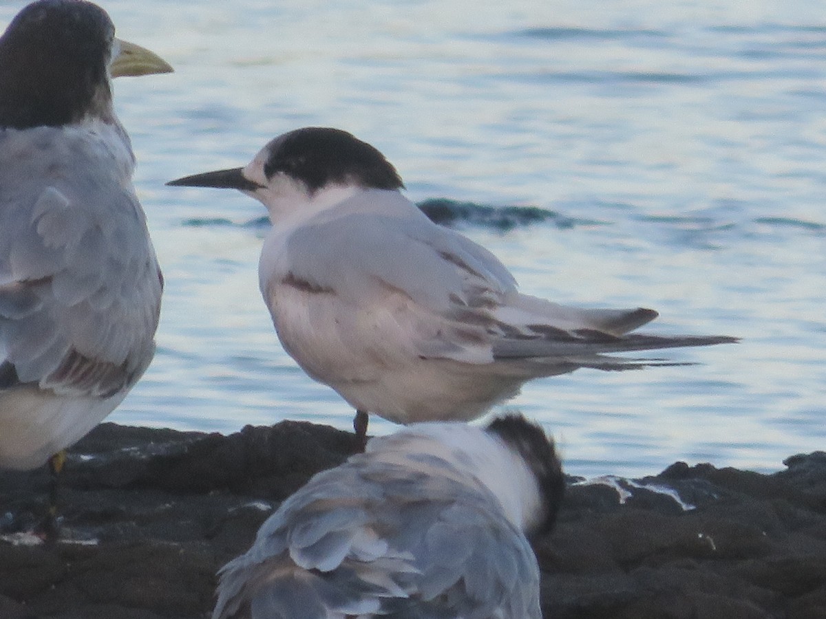 White-fronted Tern - ML583934001