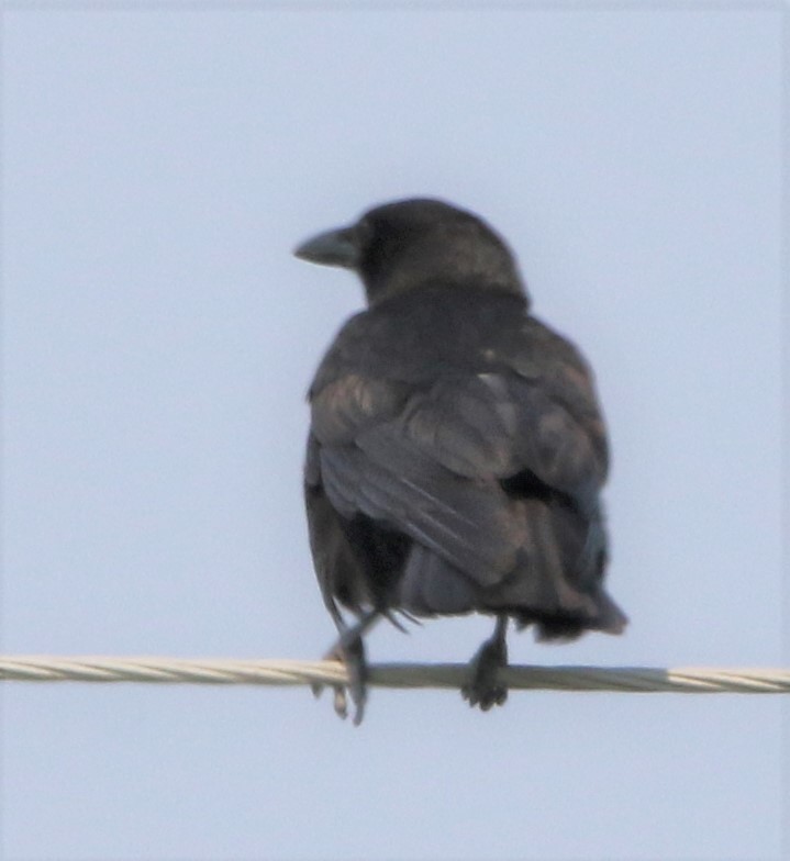 American Crow - ML583936041