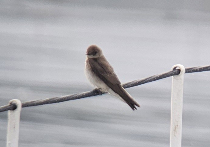 Northern Rough-winged Swallow - ML583937361