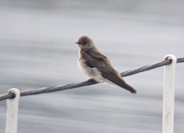 Northern Rough-winged Swallow - ML583937371