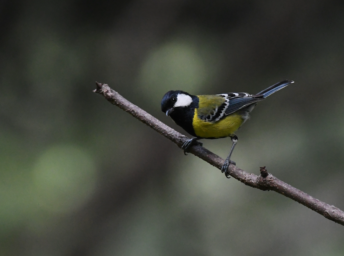Green-backed Tit - ML583940331