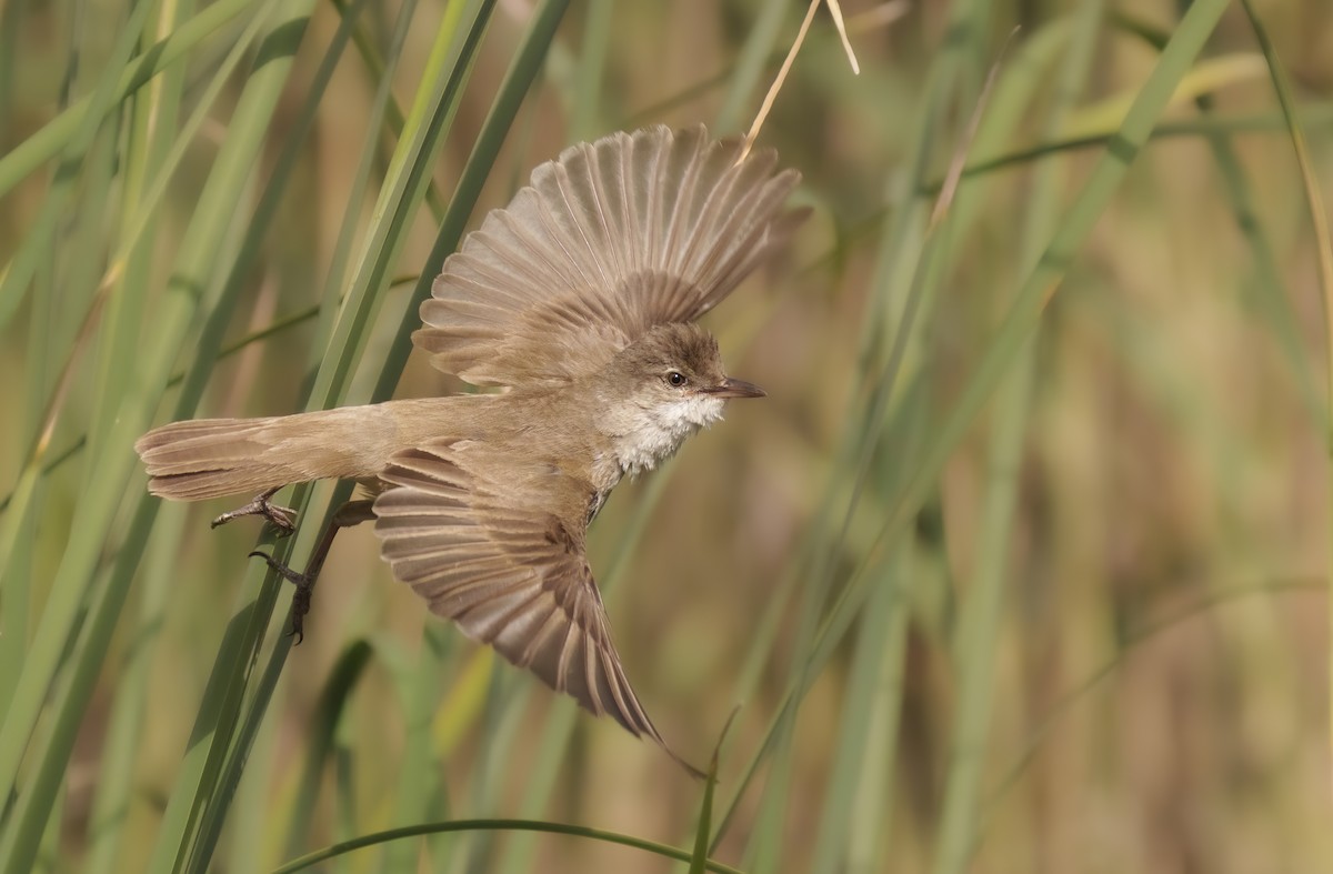 Great Reed Warbler - Rui Pereira | Portugal Birding