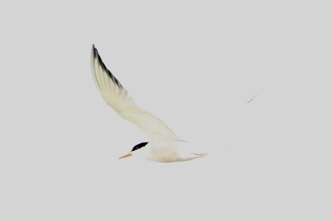 Common Tern - ML583943941