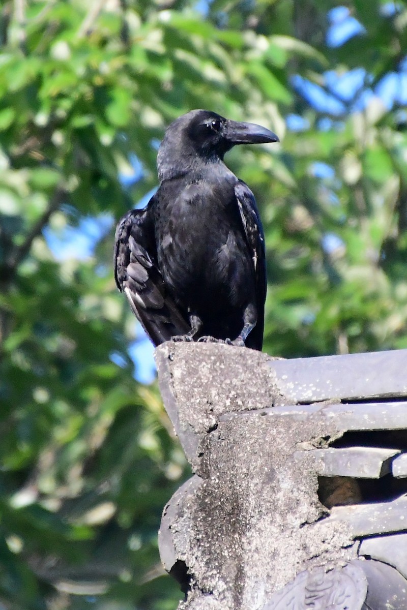 Large-billed Crow - ML583950341