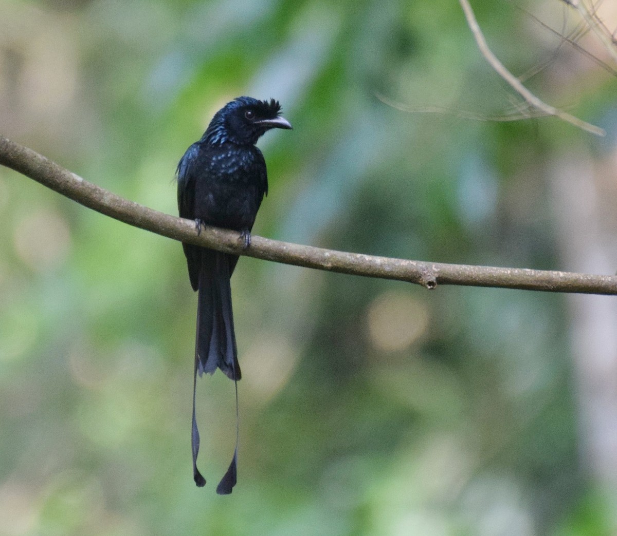 Greater Racket-tailed Drongo - ML583950681