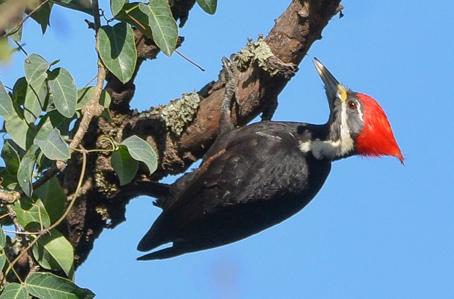 Black-bodied Woodpecker - federico nagel