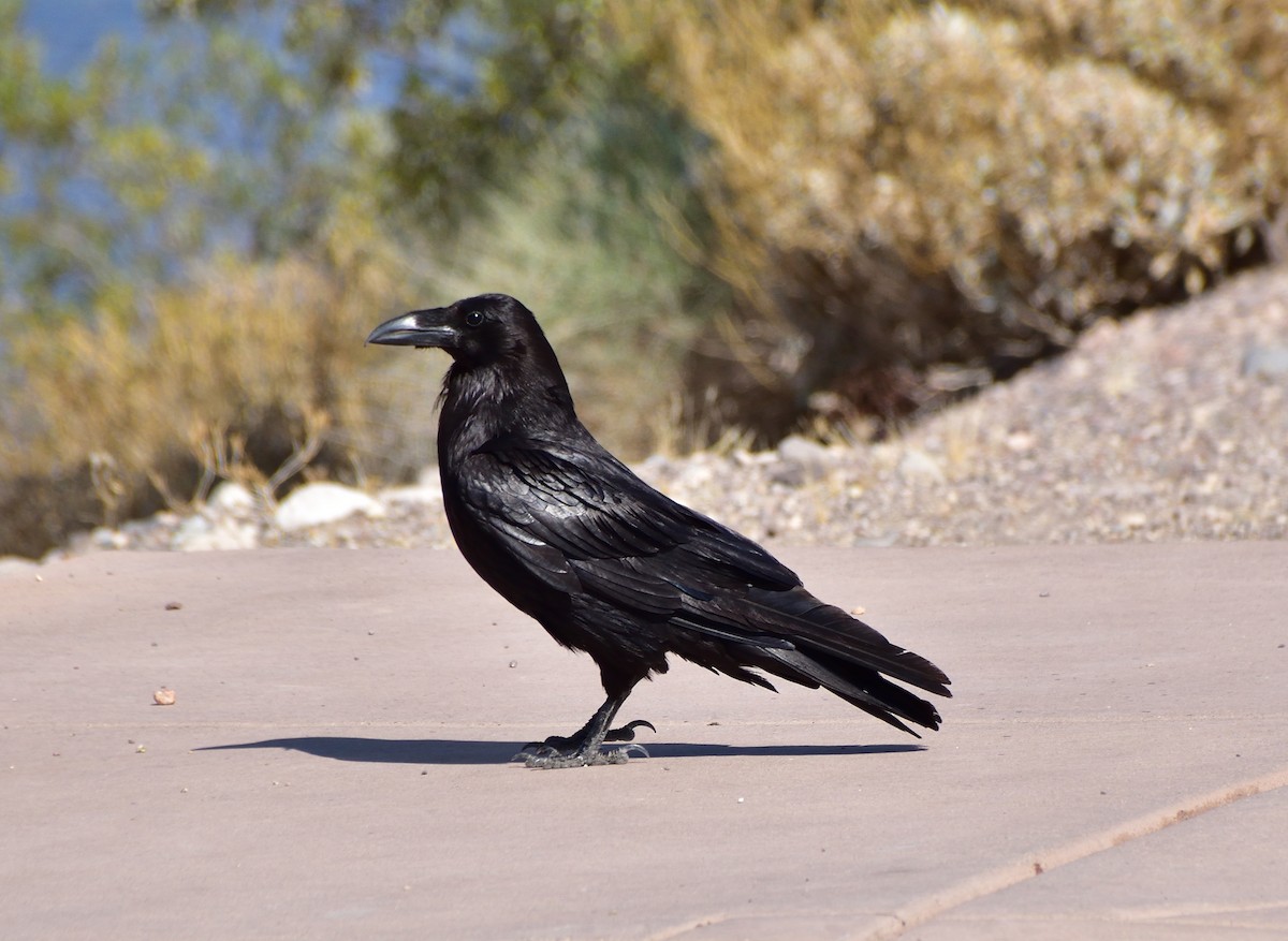 Common Raven - ML583954661