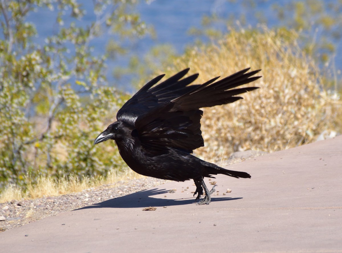Common Raven - Wynter T Mars