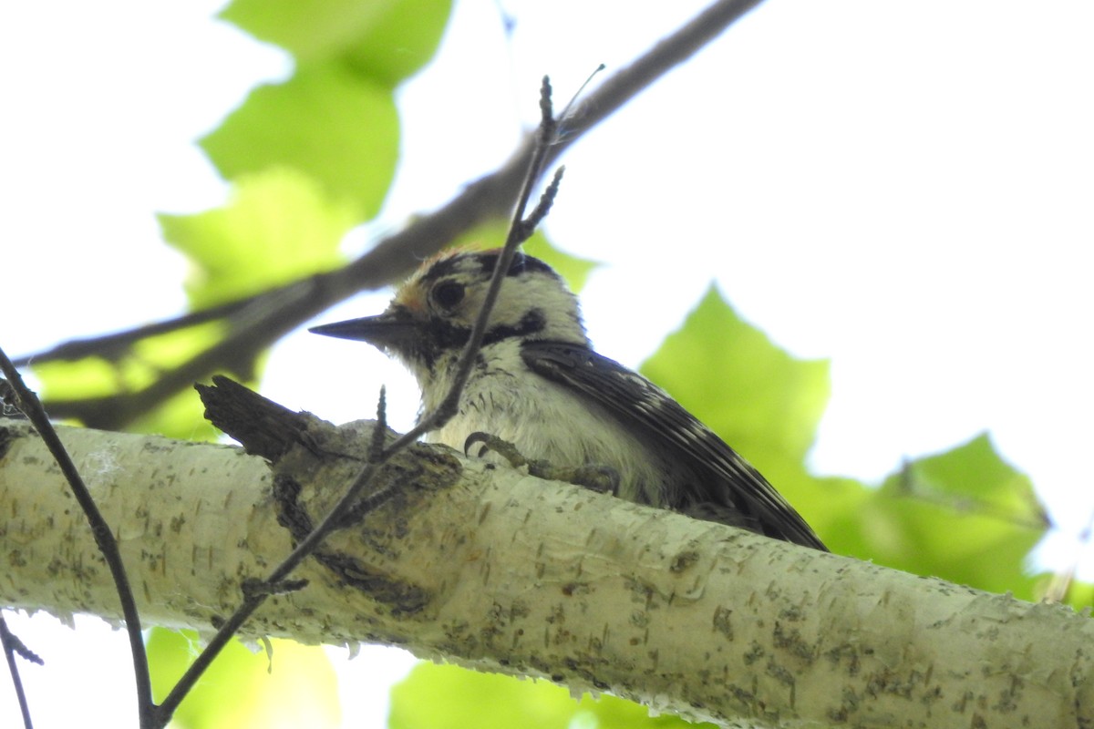 Lesser Spotted Woodpecker - ML583960901