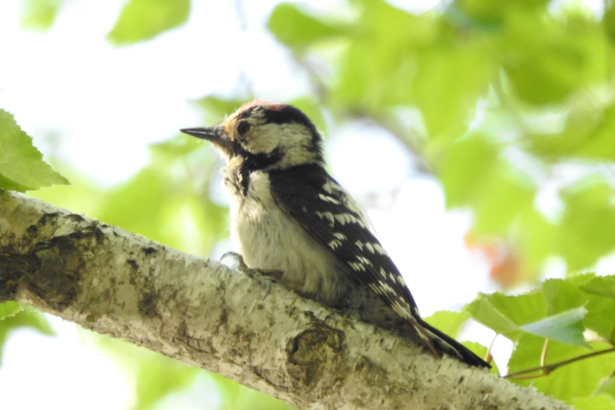 Lesser Spotted Woodpecker - ML583960931