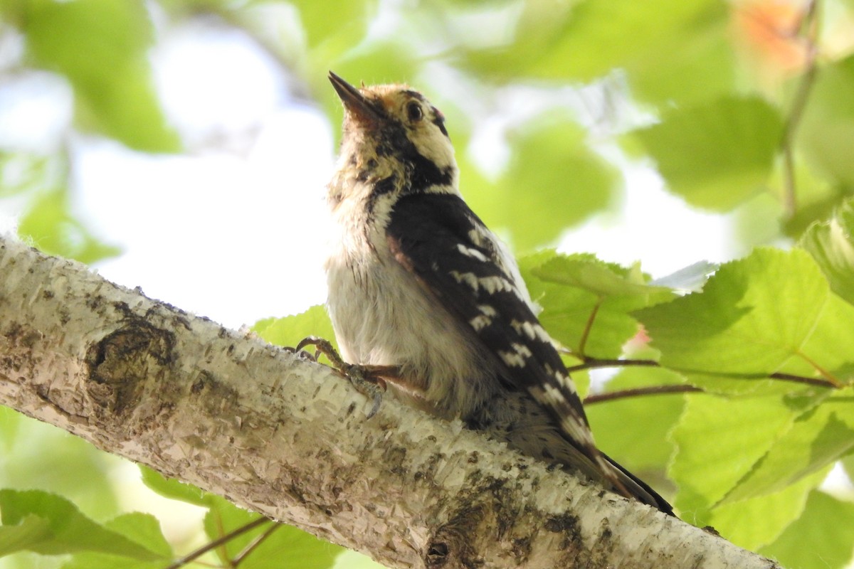 Lesser Spotted Woodpecker - ML583960941