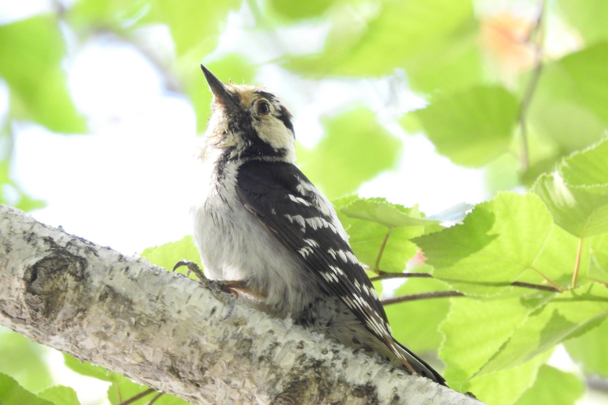Lesser Spotted Woodpecker - ML583960951