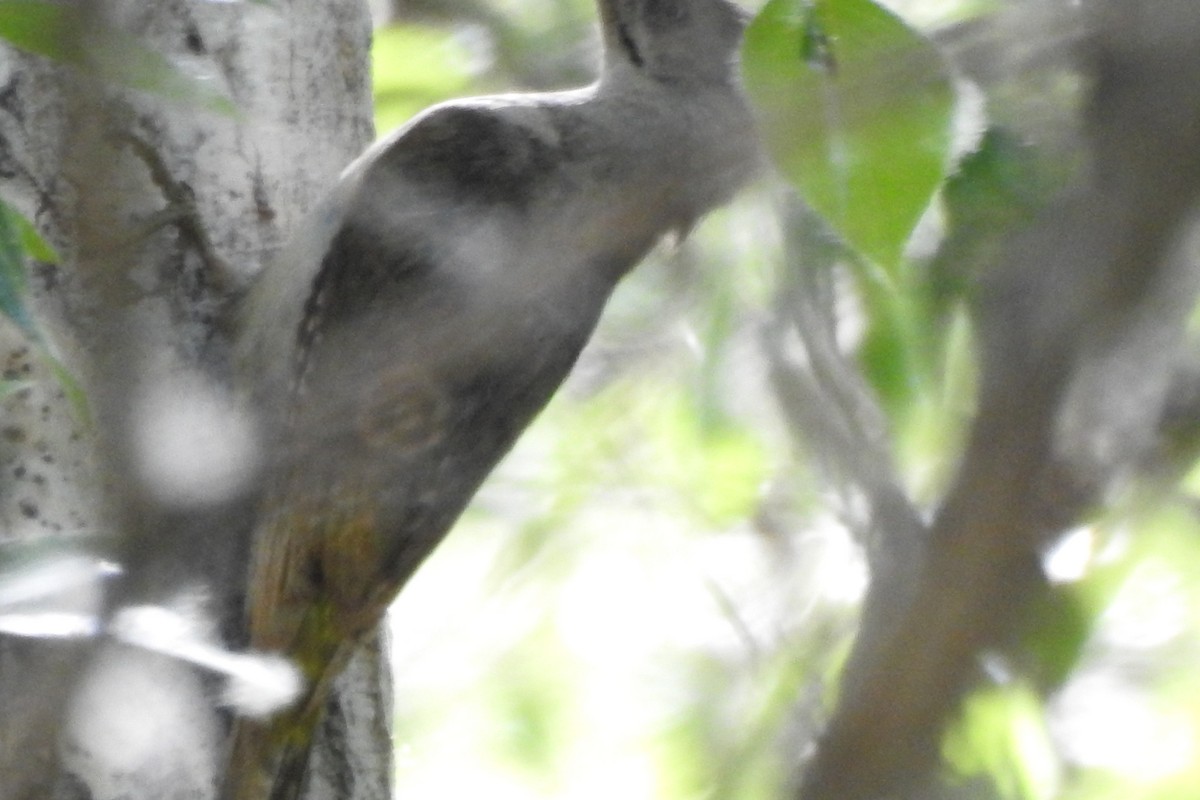 Gray-headed Woodpecker - ML583961051