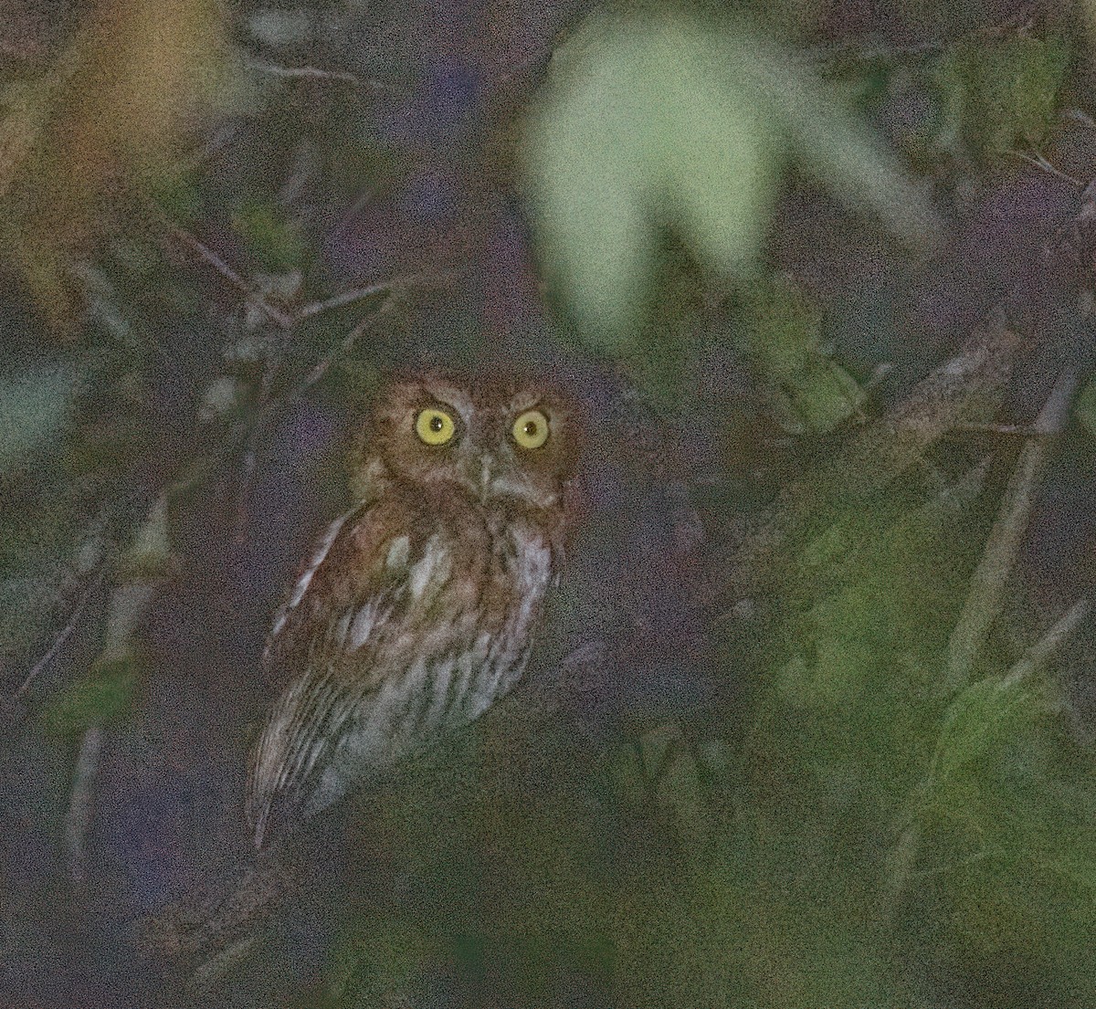 Ebird Checklist Jun Paynes Prairie Preserve Sp La Chua Trail Species