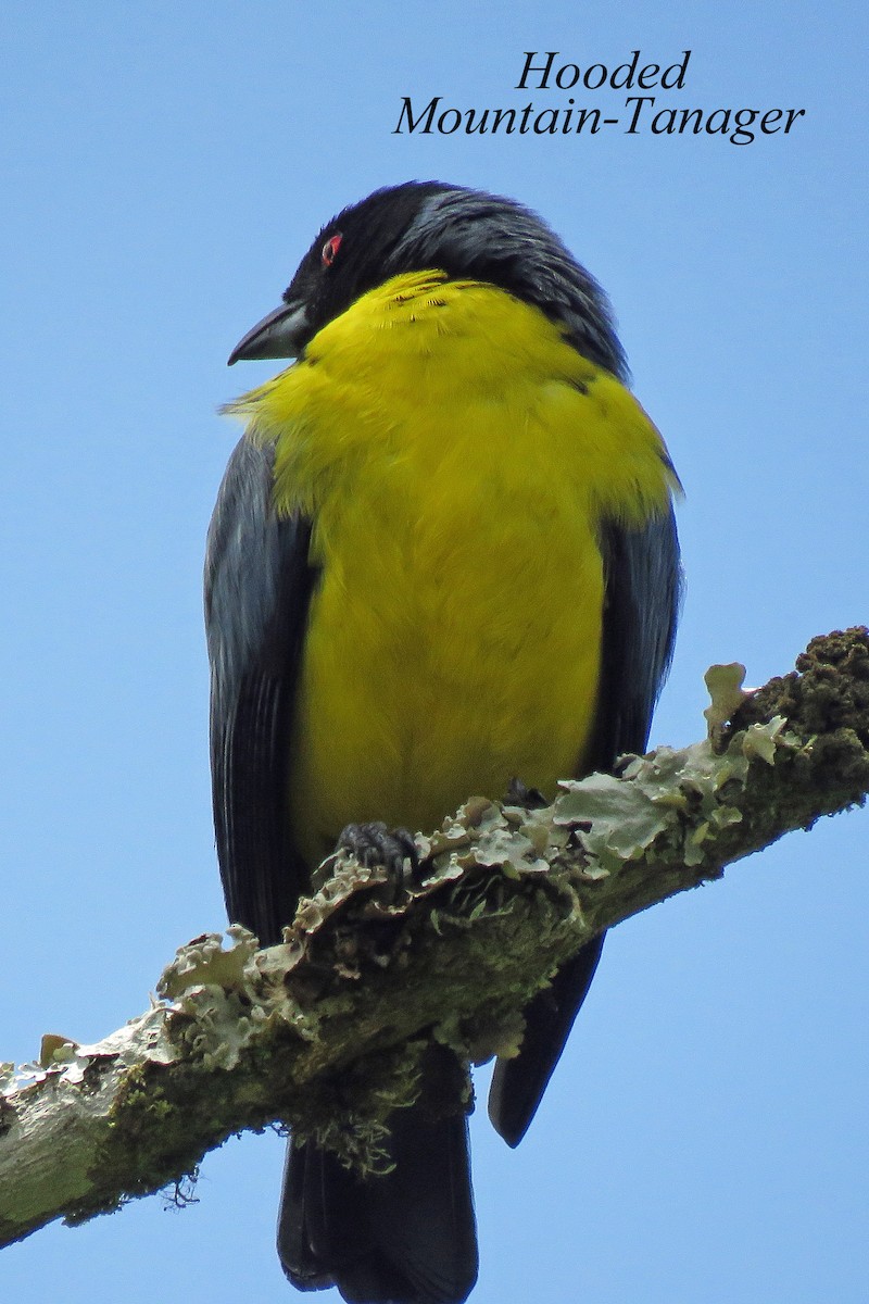 Hooded Mountain Tanager - ML583964281