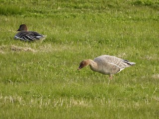 Pink-footed Goose, ML583966091