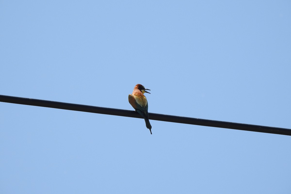 European Bee-eater - ML583966781
