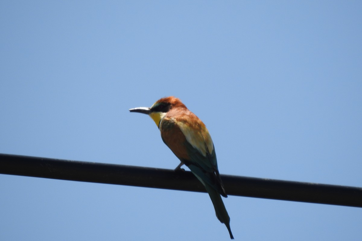 European Bee-eater - ML583966791