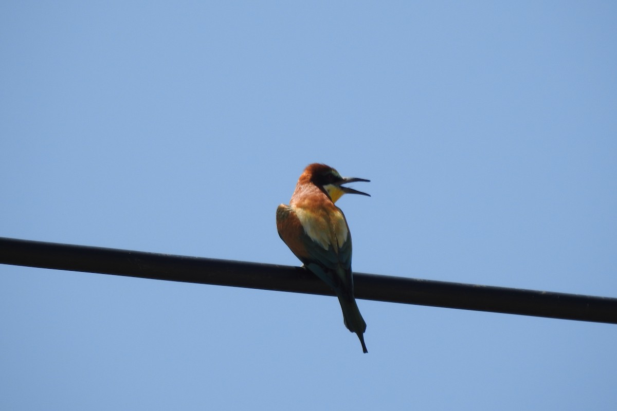European Bee-eater - ML583966801